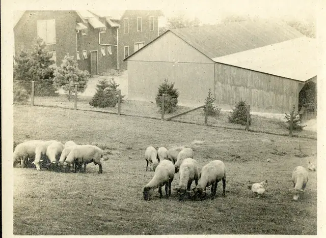 The historic Sheep Barn at East Rock Park, photographed in 1915